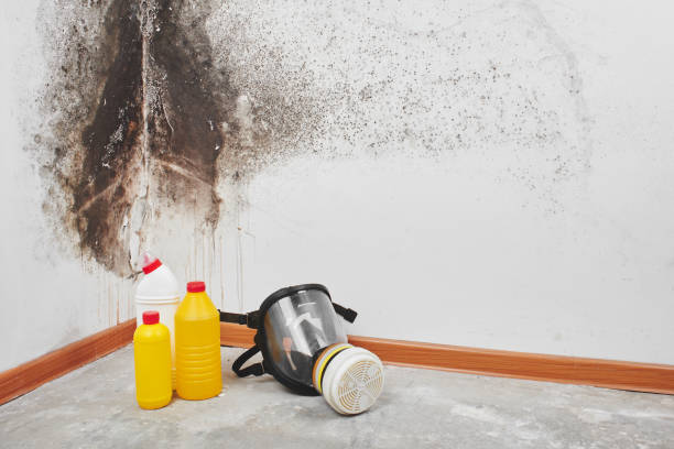 Best Office Mold Removal Services  in Cumberland, WI