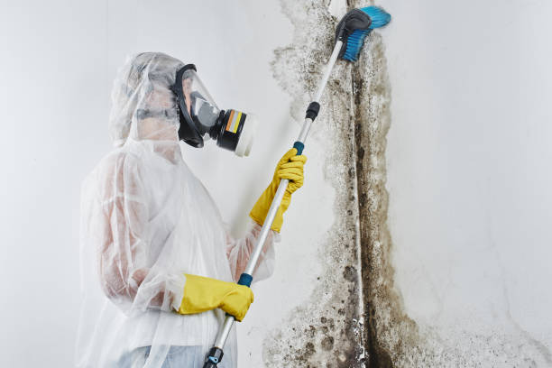Best Residential Mold Removal  in Cumberland, WI