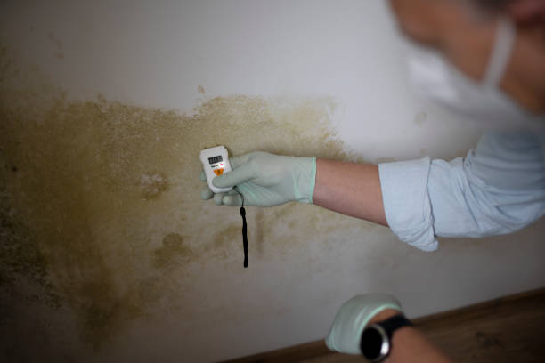 Best Professional Mold Removal  in Cumberland, WI