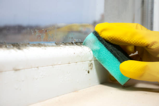 Best Fast Mold Removal  in Cumberland, WI