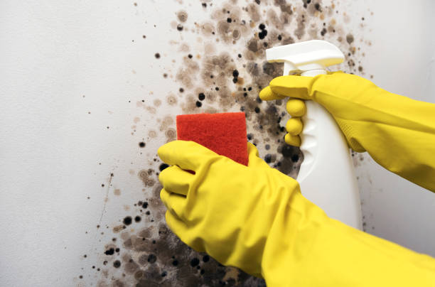 Best Residential Mold Removal  in Cumberland, WI