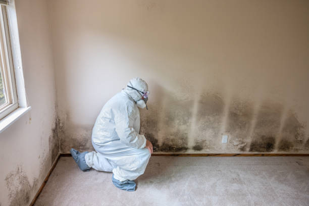 Best Mold Testing  in Cumberland, WI