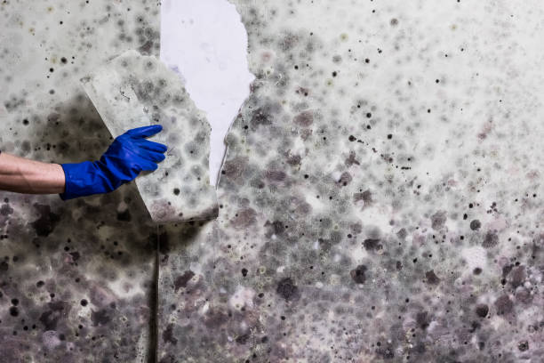 Office Mold Removal Services in Cumberland, WI