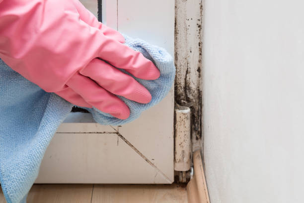 Best Toxic Mold Removal  in Cumberland, WI