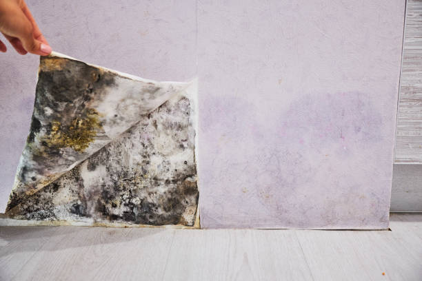Best Water Damage Restoration  in Cumberland, WI